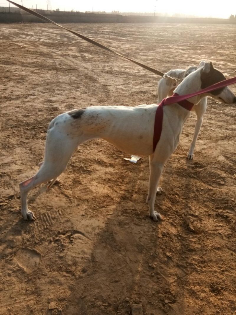 格惠犬加速，射步，直提，专业打场比赛狗。