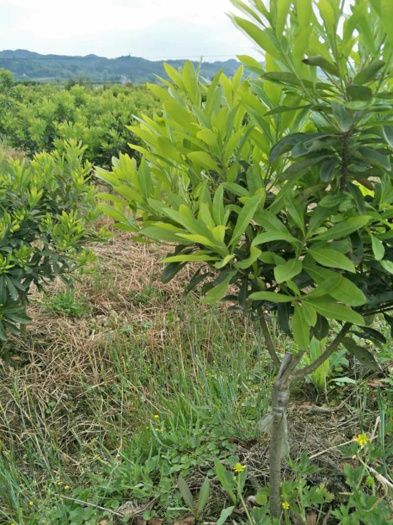 杨梅苗50~80cm