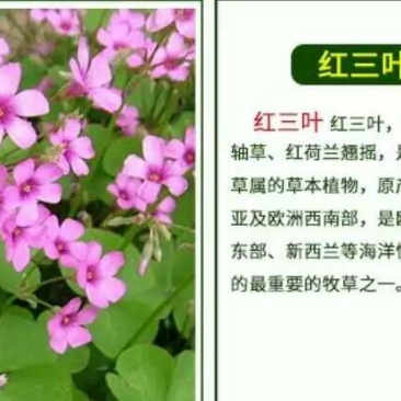 红三叶种子80%以上
