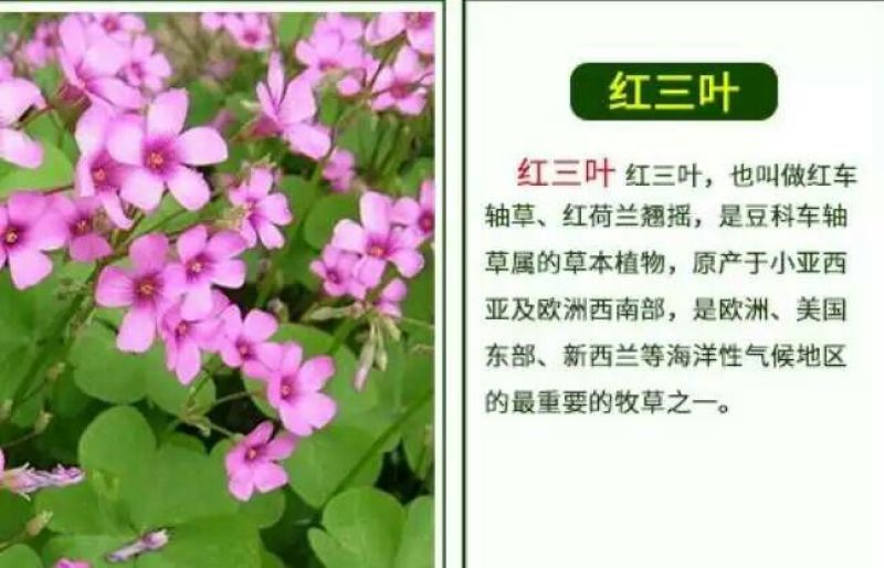红三叶种子80%以上