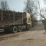 山杏苗
