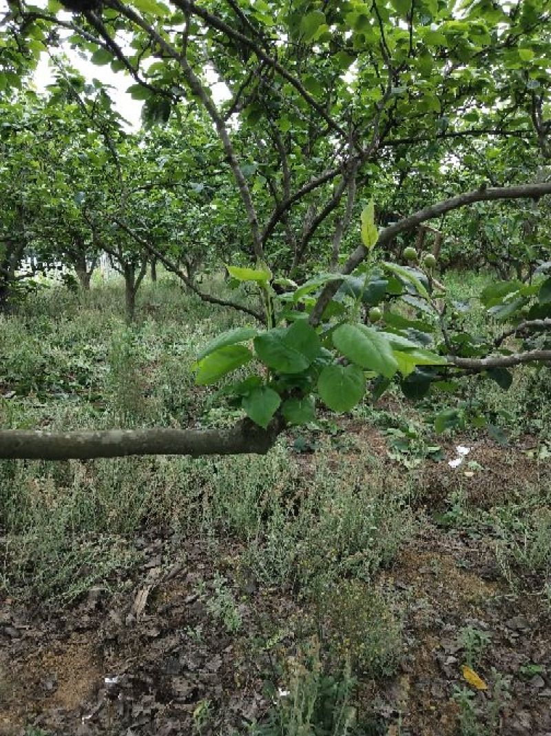 梨树8~10cm2.5~3米