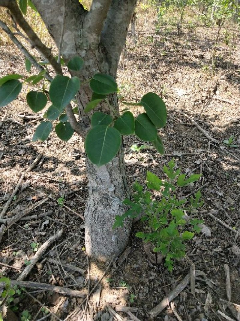 梨树8~10cm2.5~3米