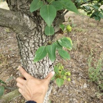 梨树8~10cm2.5~3米