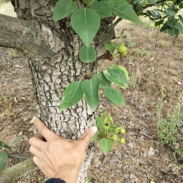 梨树8~10cm2.5~3米