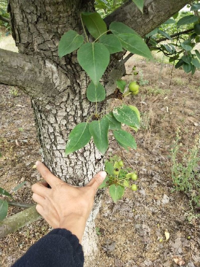 梨树8~10cm2.5~3米