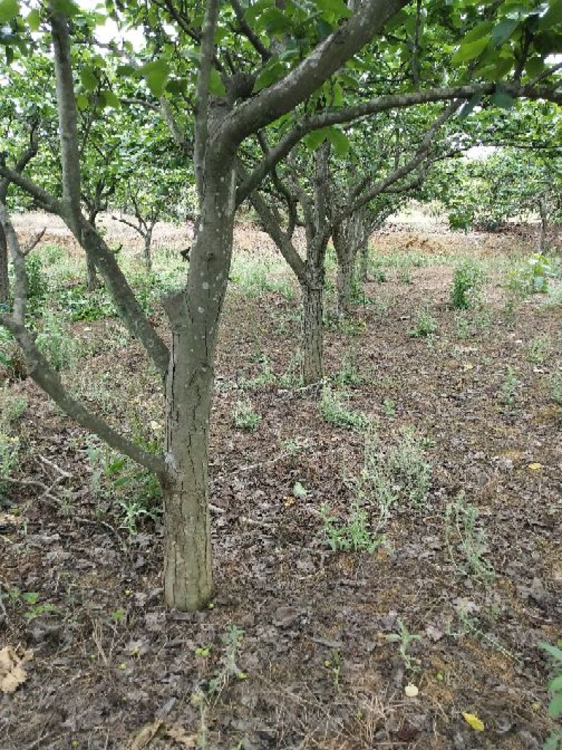 梨树8~10cm2.5~3米