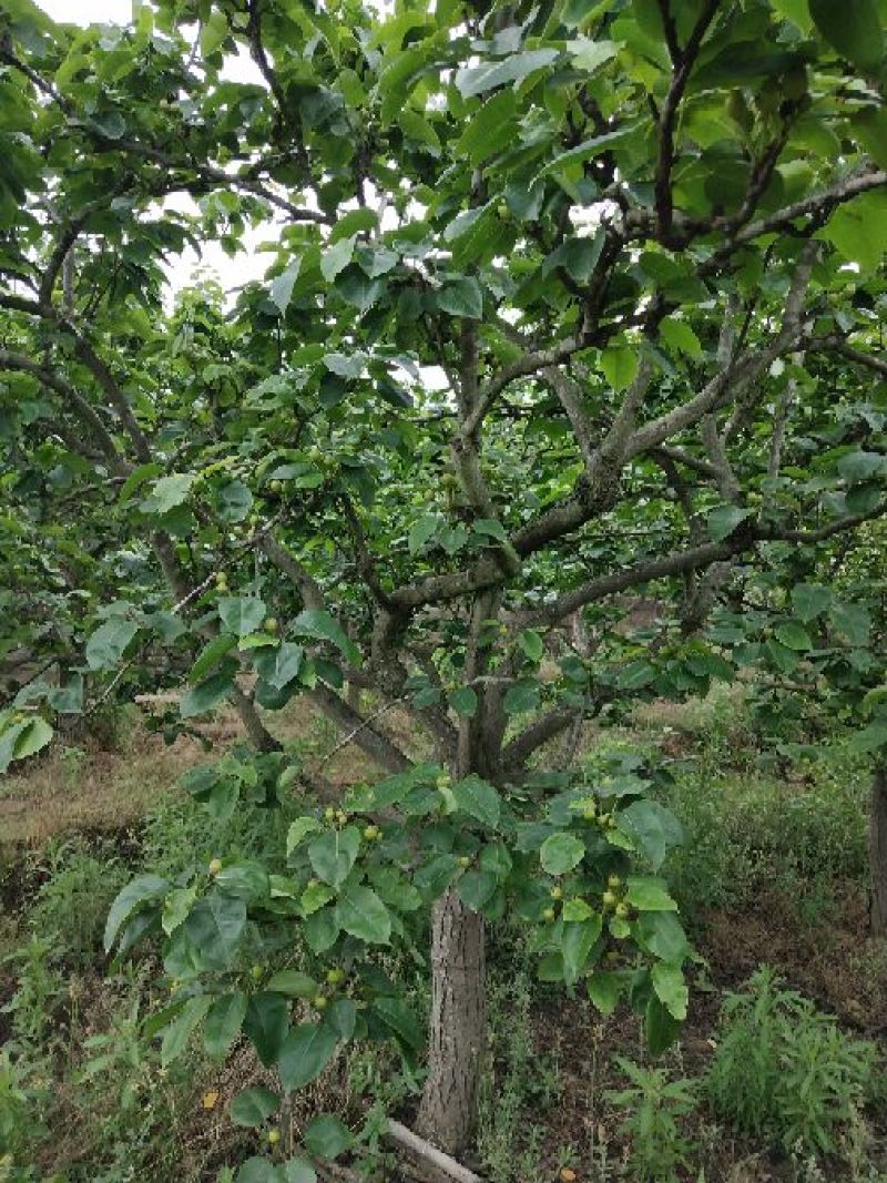 梨树8~10cm2.5~3米