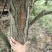 梨树8~10cm2.5~3米