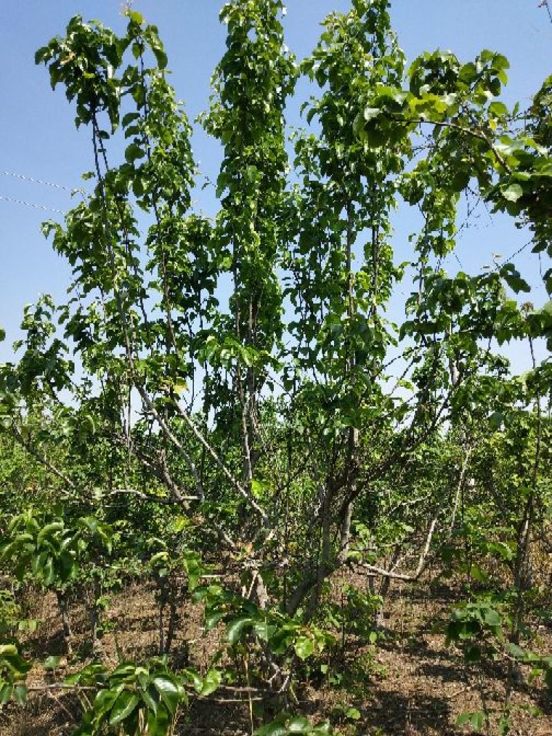 梨树8~10cm2.5~3米