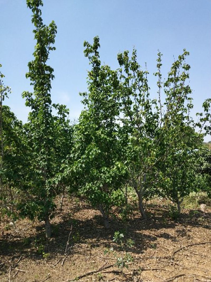 梨树8~10cm2.5~3米
