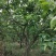 梨树8~10cm2.5~3米