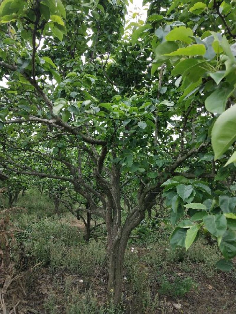 梨树8~10cm2.5~3米