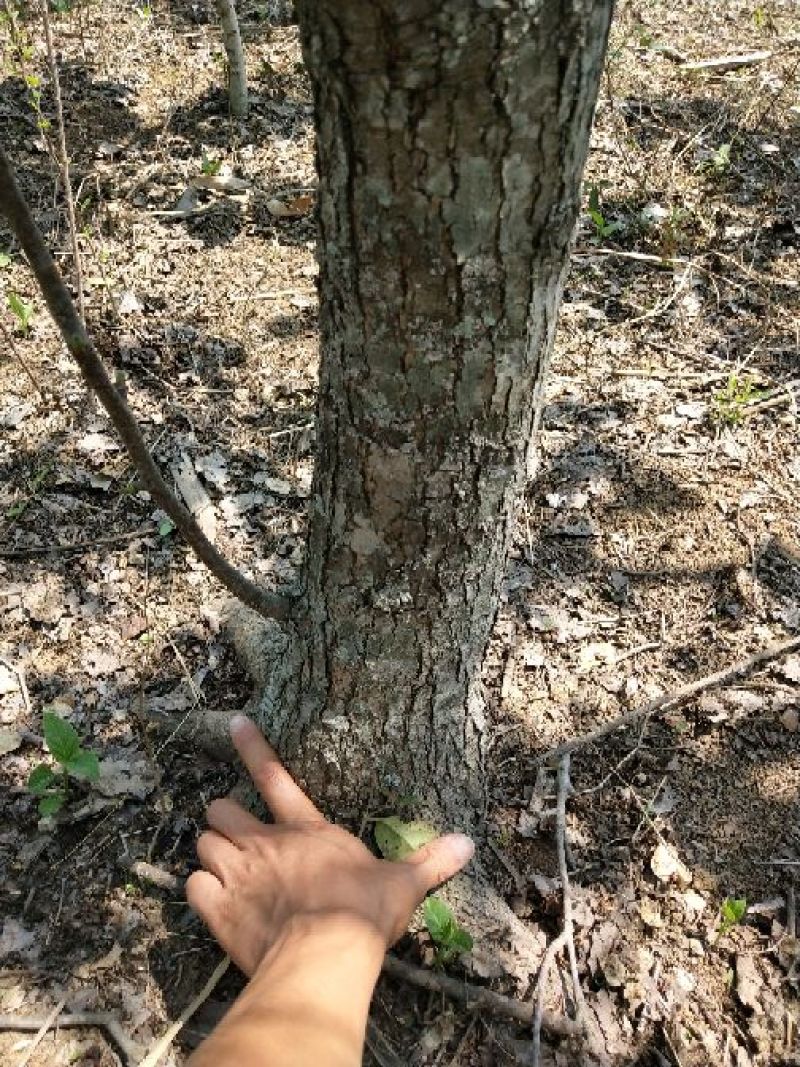 梨树8~10cm2.5~3米