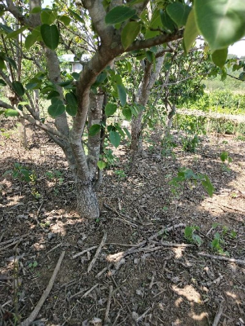 梨树8~10cm2.5~3米