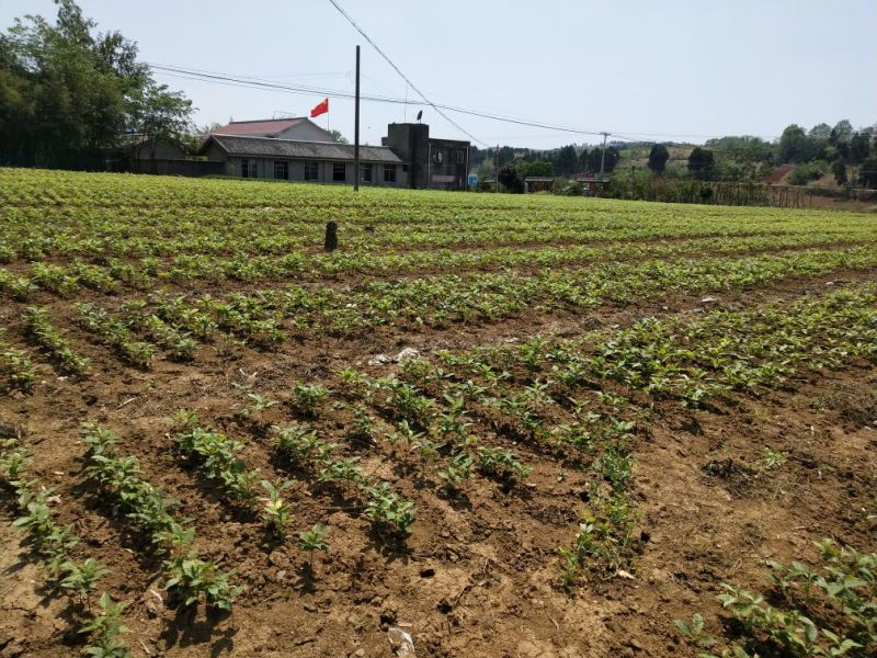 板栗苗30cm以下红橘苗，爱媛，春见，血橙，脐橙，金秋
