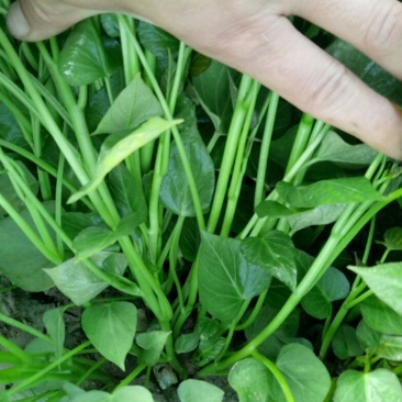 红薯苗商薯19.西瓜红，龙薯九号，大田西15~25cm