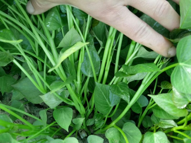 红薯苗商薯19.西瓜红，龙薯九号，大田西15~25cm