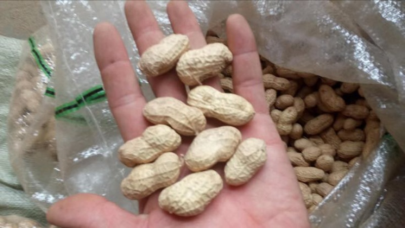 白沙系列干货带壳