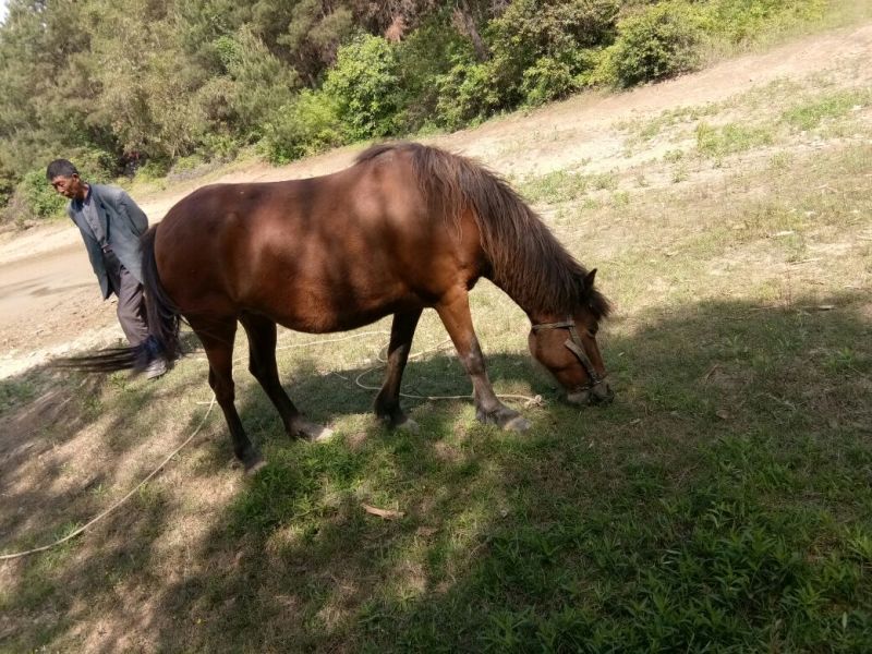 肉马200~300kg