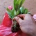 八仙花种苗