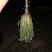 药用蒲公英野生全草