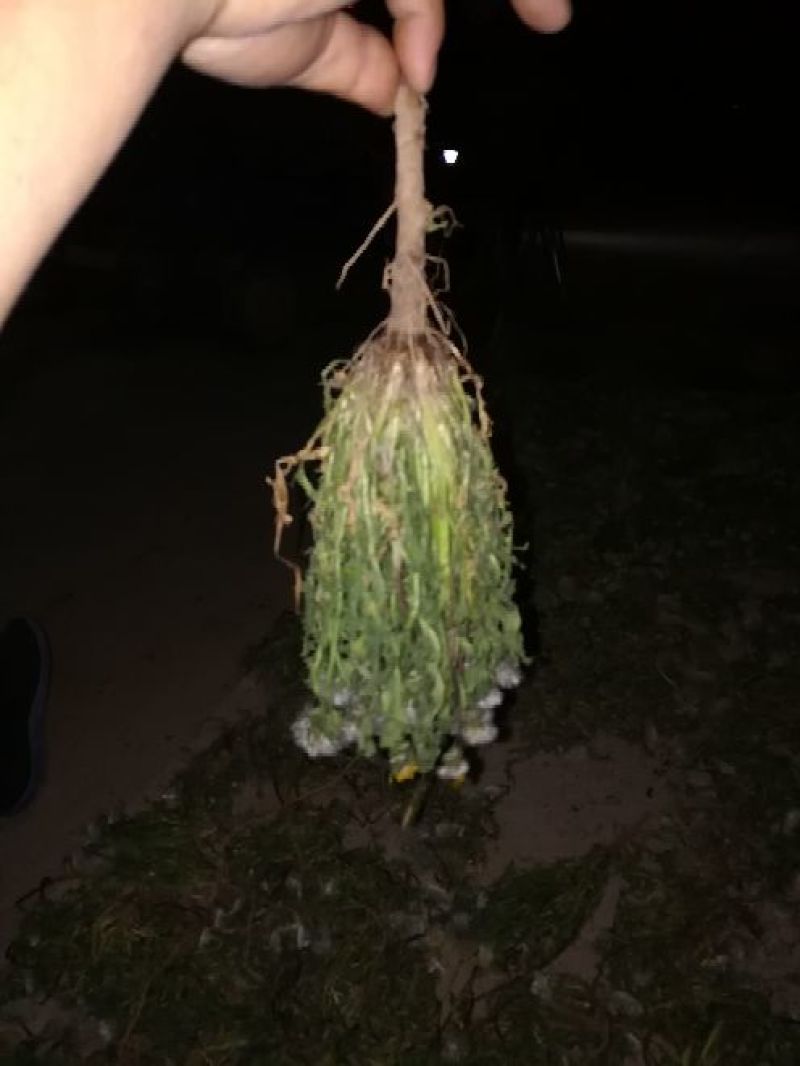 药用蒲公英野生全草