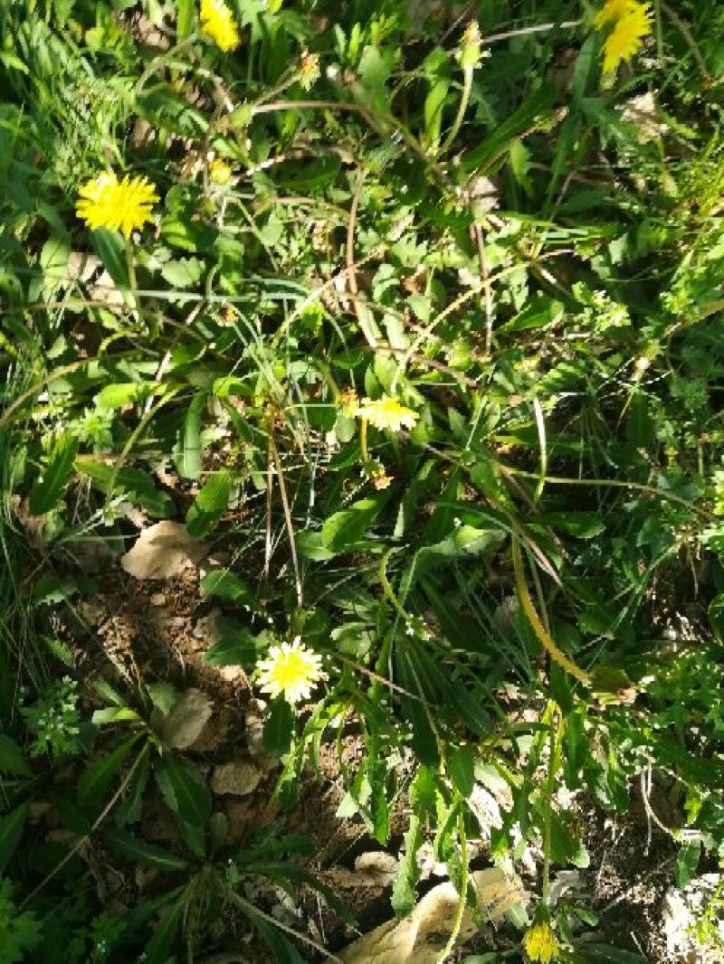 药用蒲公英野生全草