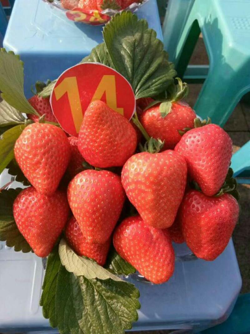 牛奶草莓苗10~20cm