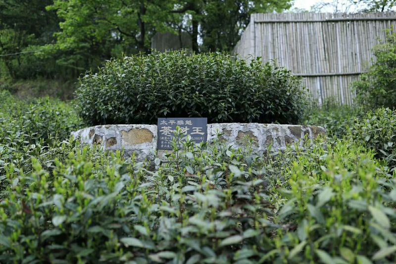 黄山茶叶头采太平猴魁500克装包邮