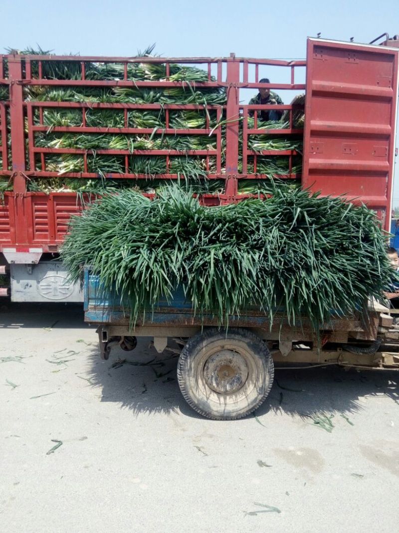 山东菏泽分葱四季小葱大量上市中，产地直供，电商加工厂专用