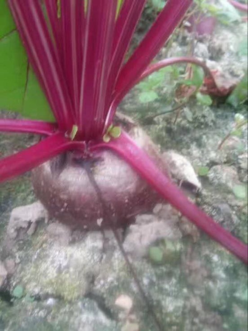 普通甜菜红菜头甜菜根甜菜头红甜菜