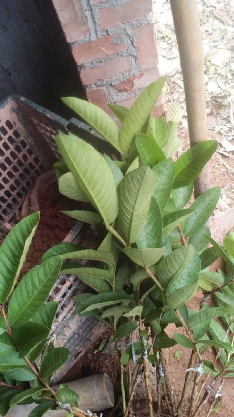 西瓜番石榴苗，珍珠番石榴苗，大量供应
