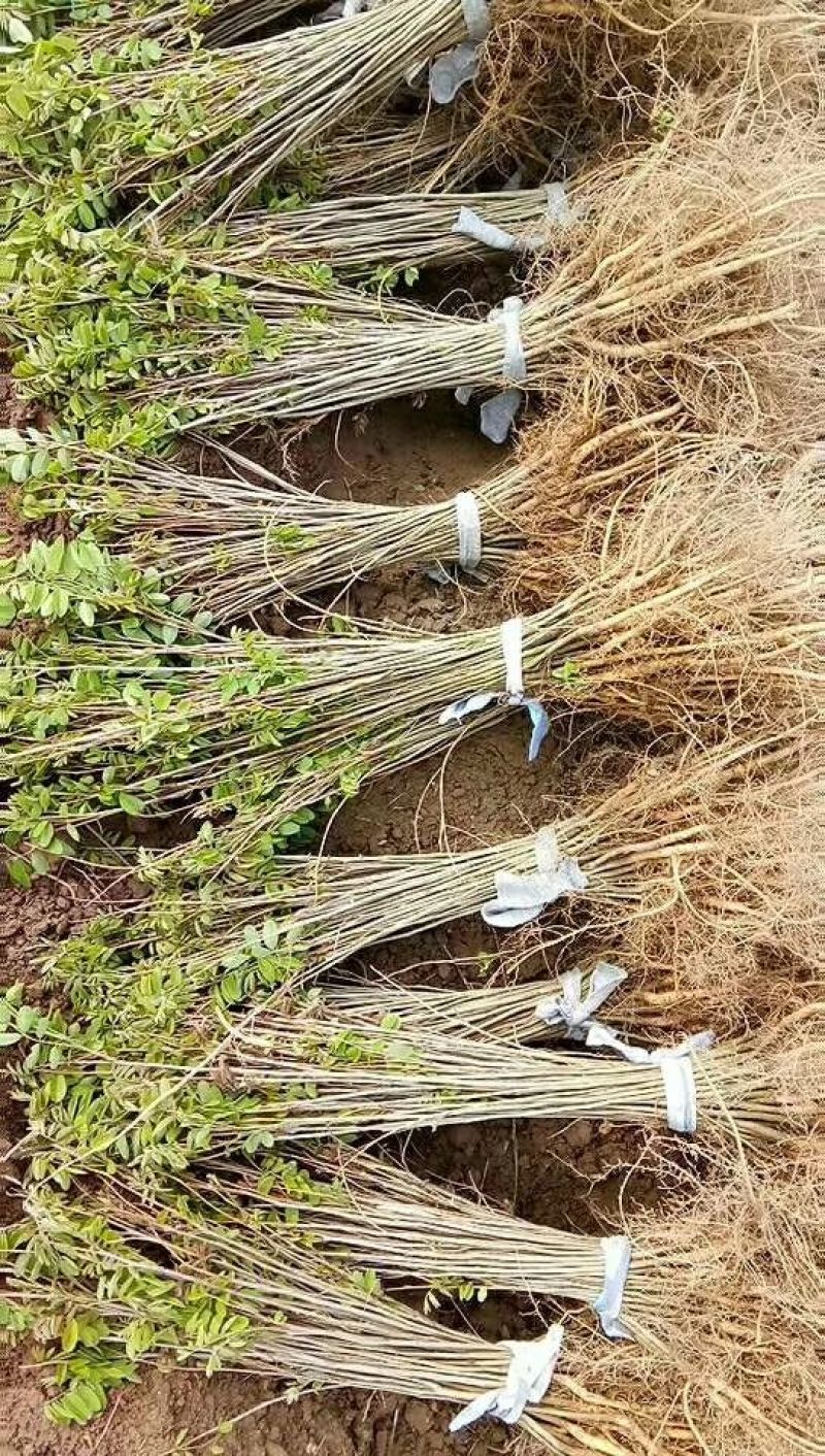 紫穗槐营养杯体20cm以上对接工程建设认可度高