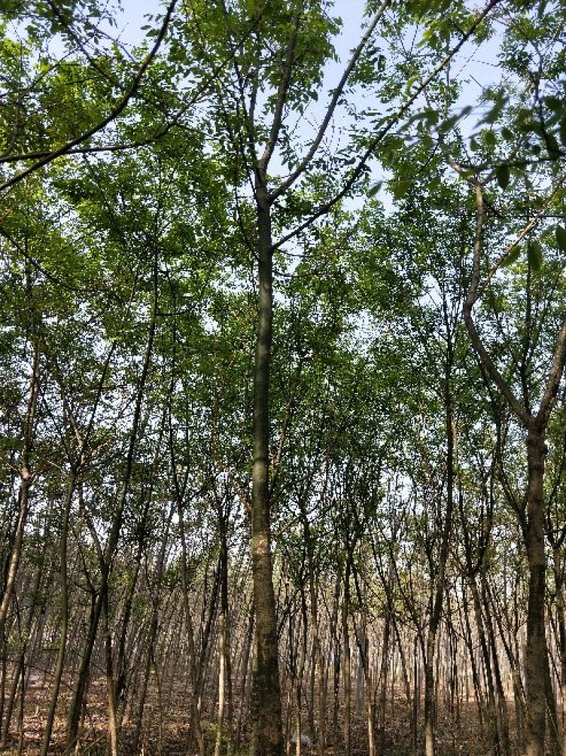 紫穗槐营养杯体20cm以上对接工程建设认可度高