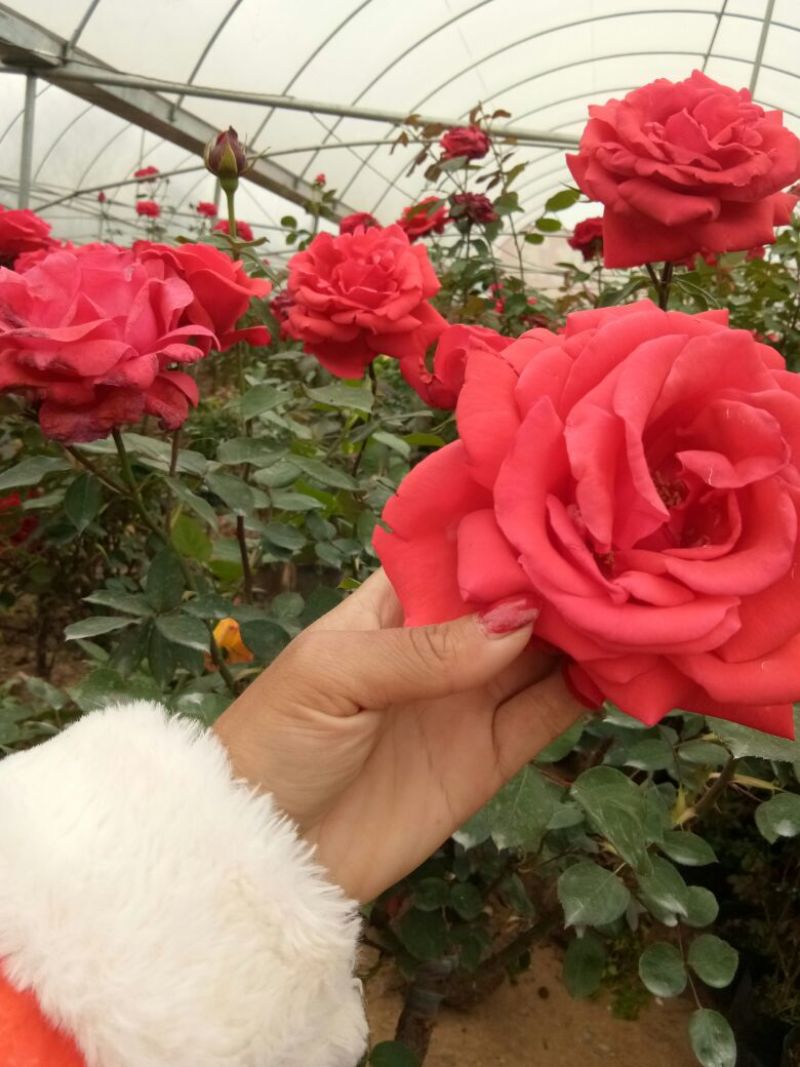 树状月季苗80Cm