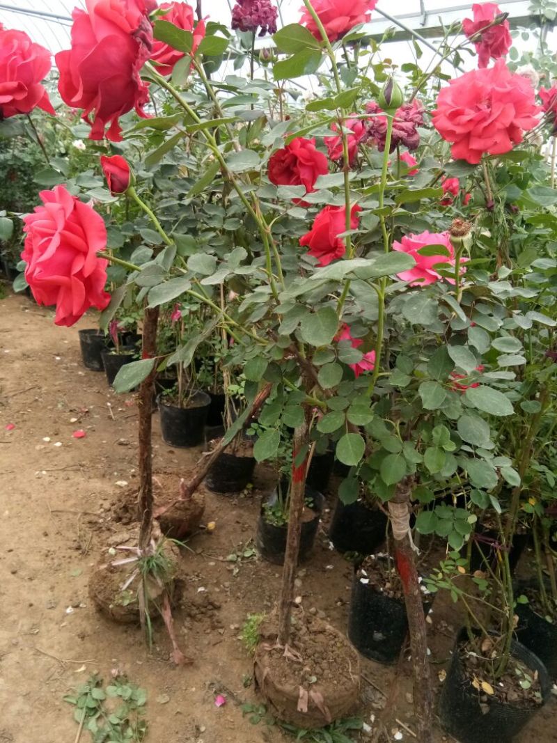 树状月季苗80Cm