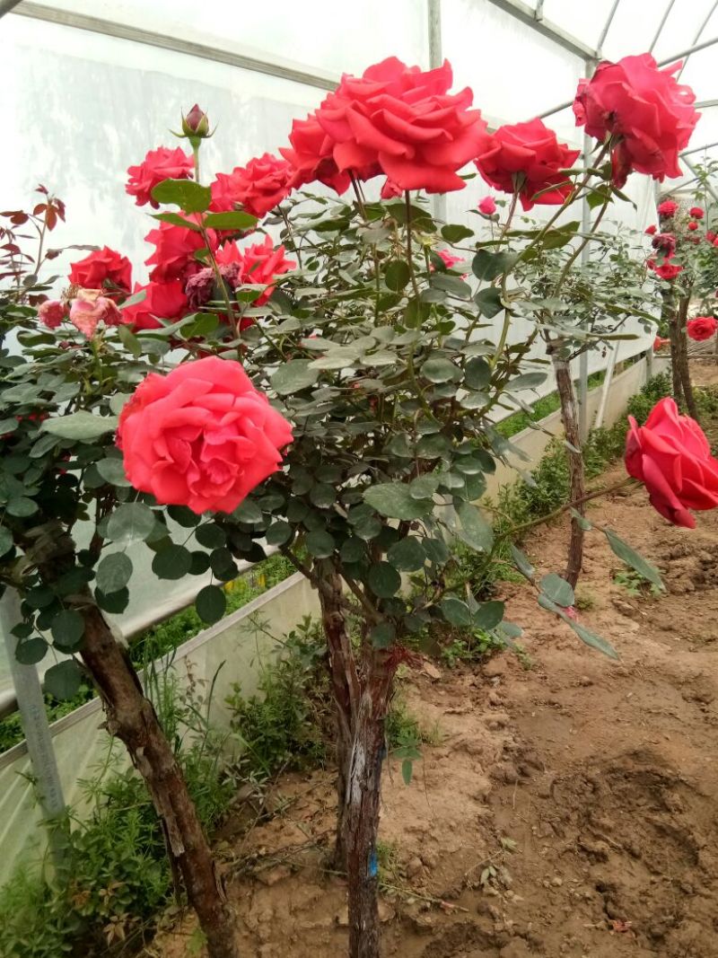 树状月季苗80Cm