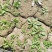 荠菜10cm以上