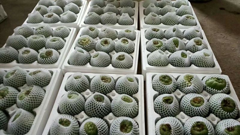 绿宝甜瓜精品0.5斤以上