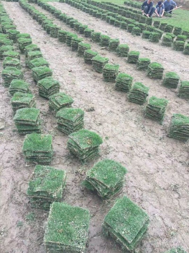 兰引三号草皮