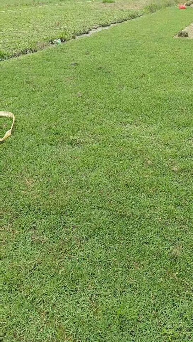 兰引三号草皮