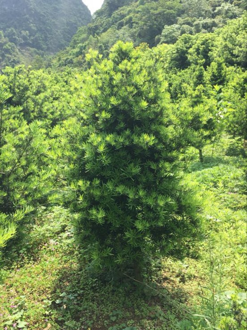 罗汉松6~8cm4~6cm1.5~2米