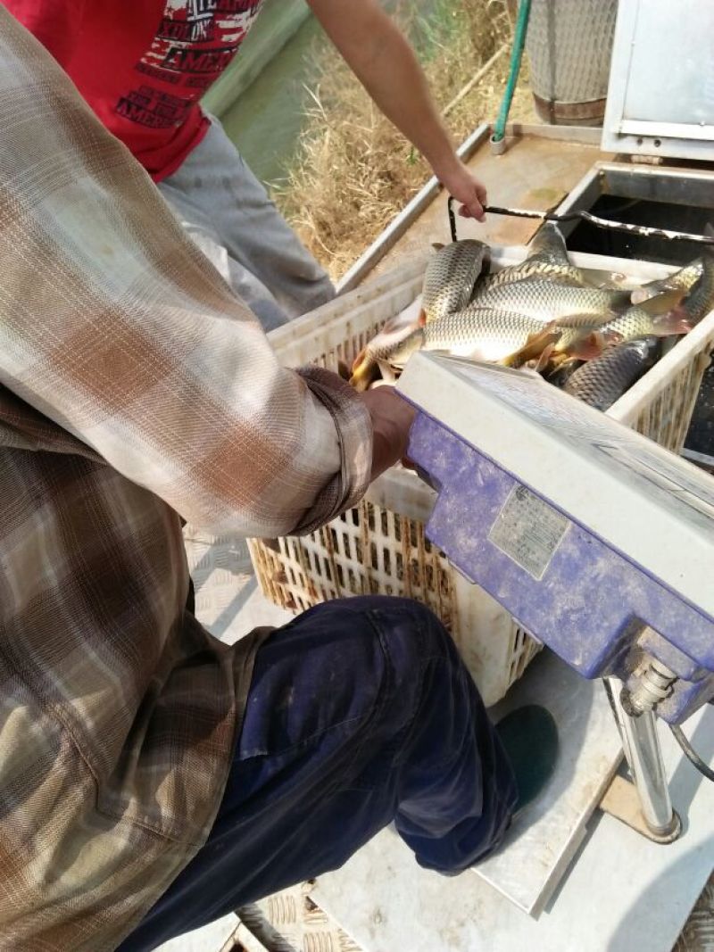 池鲤鱼食用1~2公斤