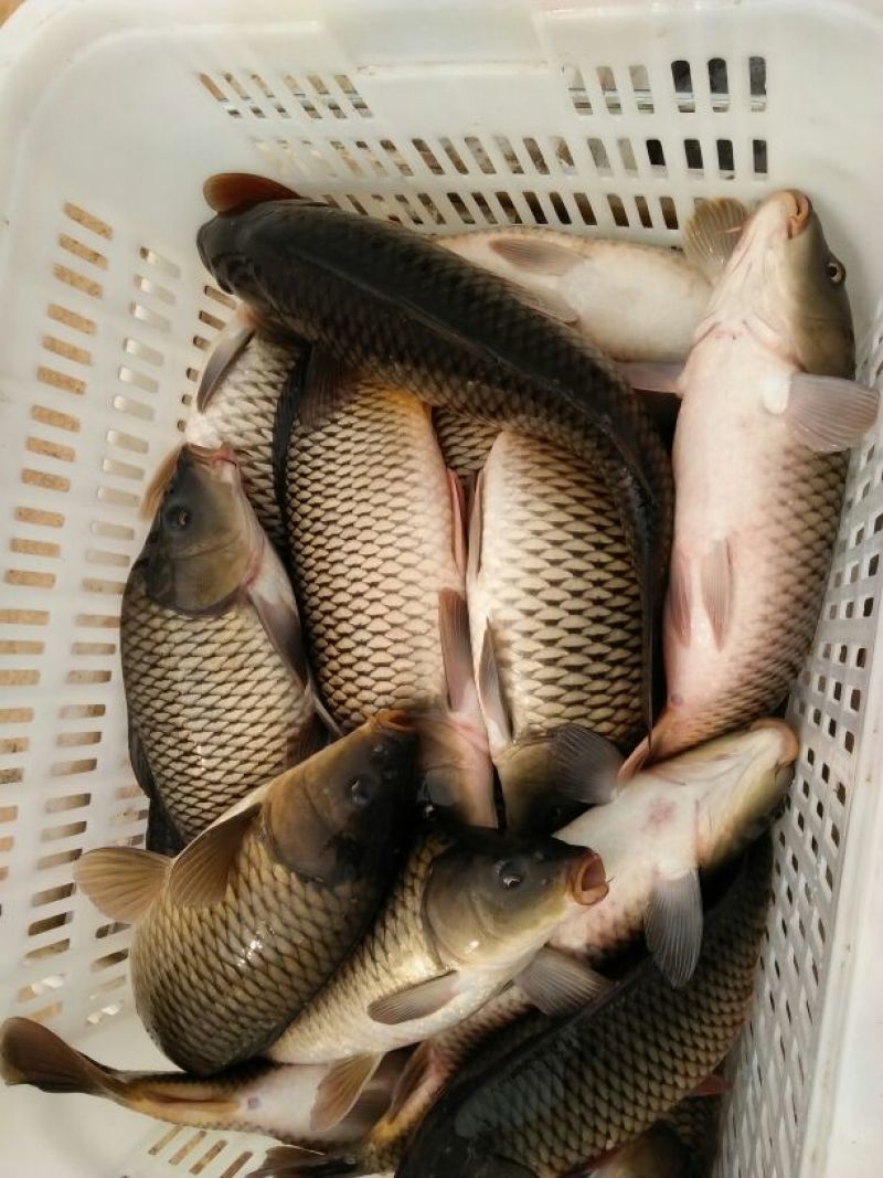 池鲤鱼食用1~2公斤