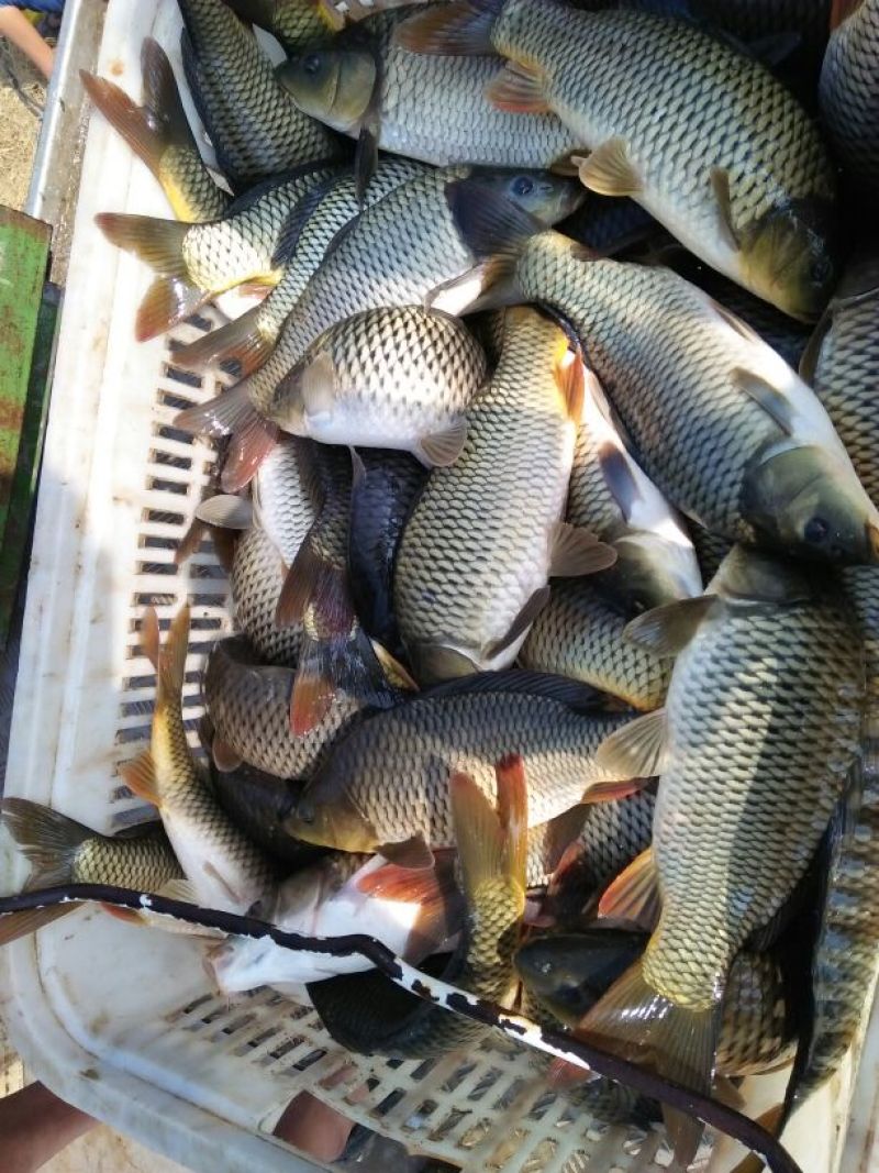 池鲤鱼食用1~2公斤