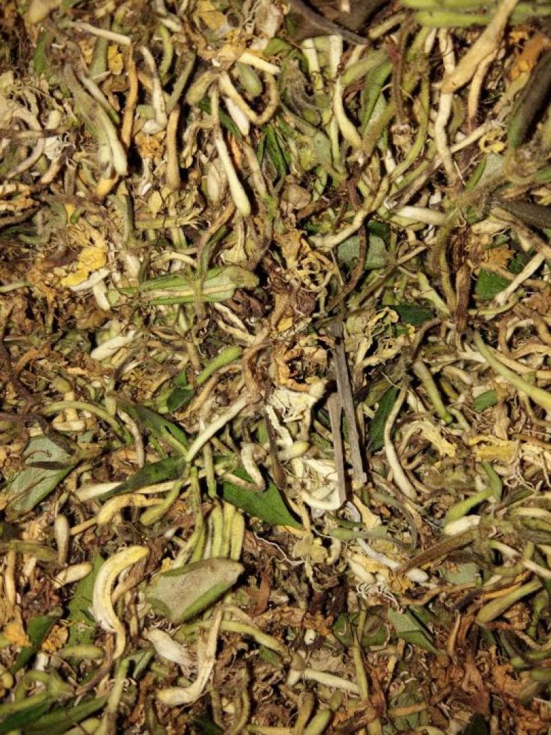 金银花