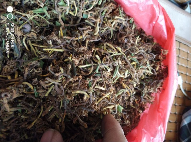 金银花