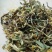 金银花