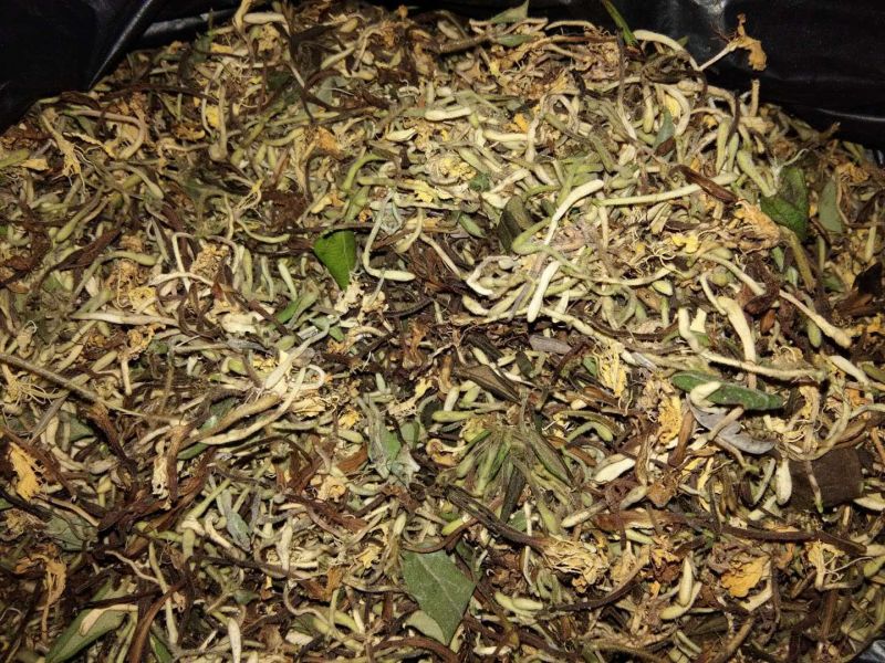 金银花